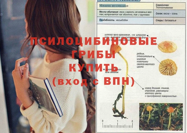 ПСИЛОЦИБИНОВЫЕ ГРИБЫ Осинники